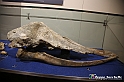 VBS_9110 - Museo Paleontologico - Asti
